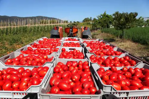 La rabbia dei coltivatori siciliani: "Affamati dai pomodori marocchini"