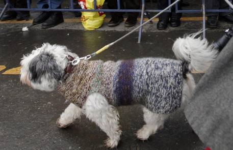 Il sindaco di Livorno: test dna sugli escrementi dei cani per multare i padroni