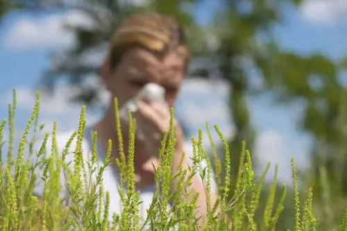 Primavera, tornano le allergie: così possiamo combatterle
