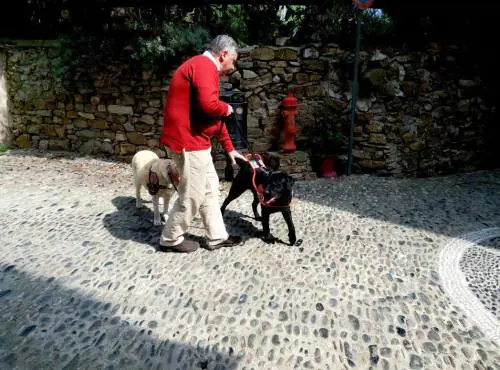 Se il cane-guida aiuta anche la sua "collega"