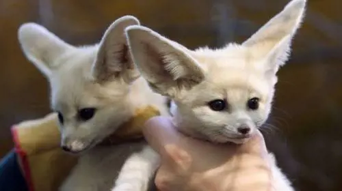 Zootropolis: in Cina è boom di fennec come animali da compagnia