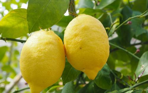 Gli agrumi a 3 euro al chilo: così spariscono i nostri limoni