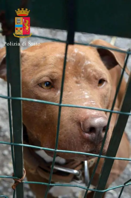 Genova, nel lager dei pitbull segregati e torturati
