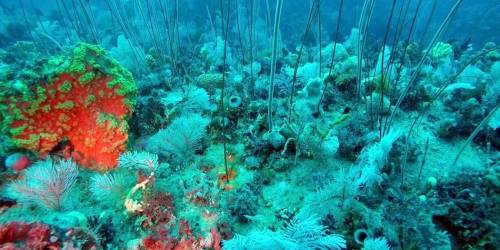 Il progetto che ascolta la voce del mare per salvare i suoi coralli