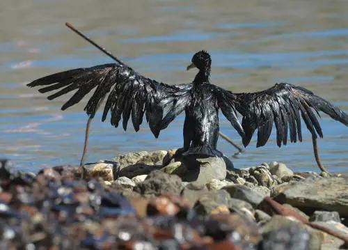 Petrolio nel torrente Polcevera di Genova