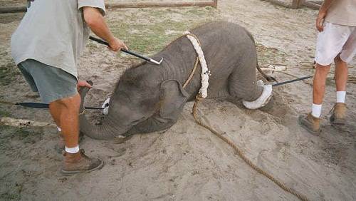 Ecco quali violenze devono subire gli elefanti per far divertire i turisti