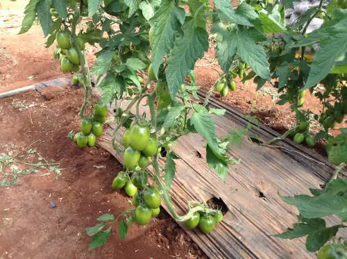 Il pomodoro italiano da salvare