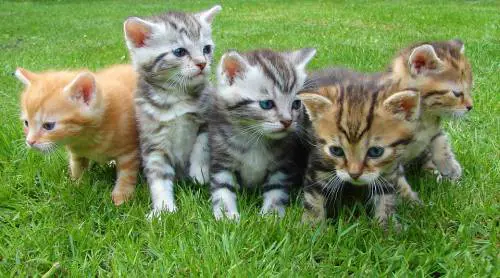 Gattini imbrattati con vernice indelebile