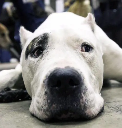 Fa sesso con il cane: "Non avevo soldi per andare con le donne"