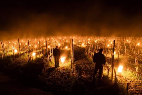 In Svizzera le candele "scaldano" l'uva nei campi