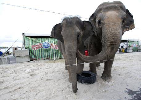 Il circo Ringling Barnum dice addio agli elefanti