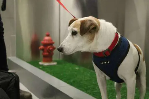 All'aeroporto JFK di New York il primo bagno per cani e gatti