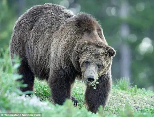 Dal sito Yellowstone National Park