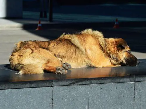 ProntoVet24: la nuova app per curare gli animali