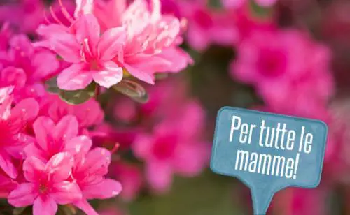 La scuola elementare che cambia nome alla festa della mamma