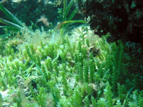 L’alga aliena invade il Mediterraneo, ma serve a combattere il tumore