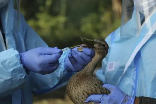 Ecco perché il (nuovo) virus H5N8 può minacciare la salute globale