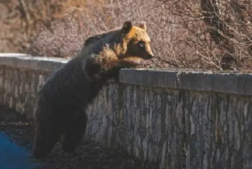 La bella foto scattata da Giampiero Cutolo sul ponte della Camosciara