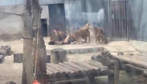 Follia allo zoo: entra nudo nella fossa dei leoni. Salvato dagli agenti