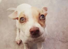 Bubba, il primo cane tossicodipendente