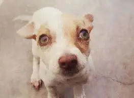 Bubba, il primo cane tossicodipendente