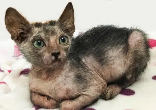 Lo sguardo dolce di Eyona, erede del gatto mannaro