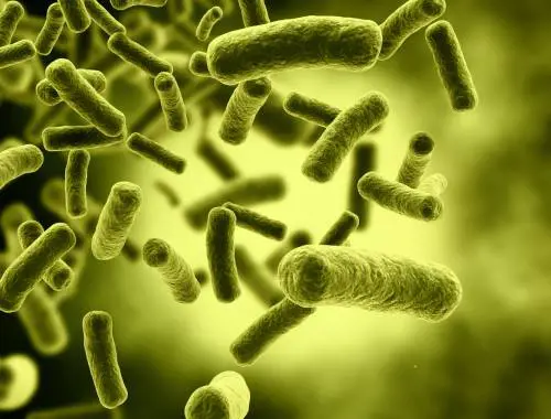 Torna da una vacanza e muore di Escherichia coli