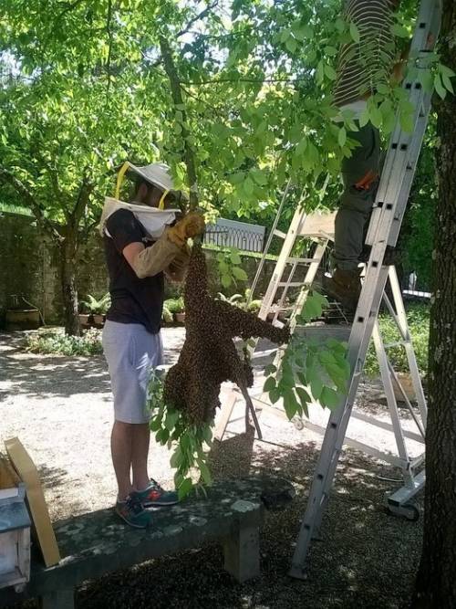 Un'altra "piaga" su Firenze: sciame gigante di api a Boboli