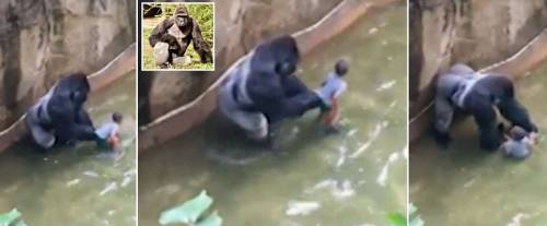 Bimbo nel recinto del gorilla. I genitori finiscono sotto accusa