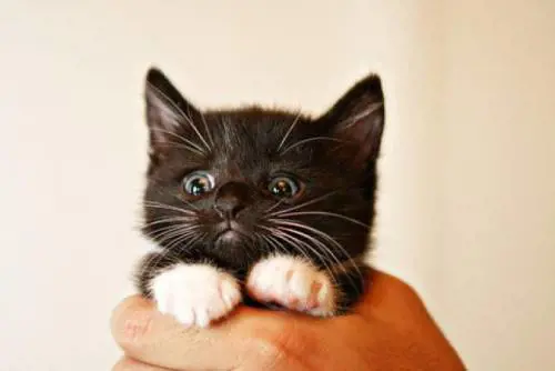 Arabia Saudita, arriva la "catwa": vietato fare selfie con i gattini