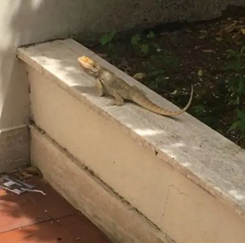 Panico per Emma Marrone: ​"Ho un'iguana in casa"