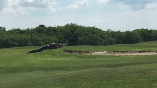 Florida, l'alligatore gigante terrorizza i golfisti