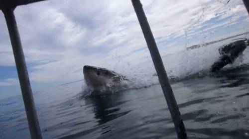 Calci e pugni allo squalo bianco:  così il surfista si salva la vita