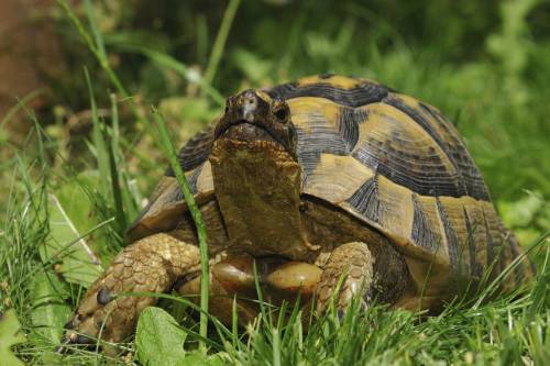 Milano, abbandonata una tartaruga azzannatrice: "È molto pericolosa"