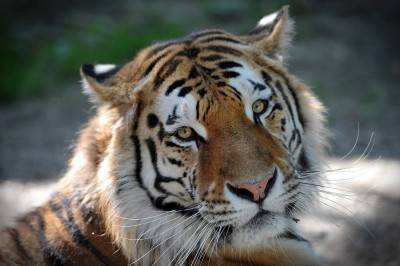 Morte e contrabbando al santuario delle tigri: trasferiti tutti gli animali