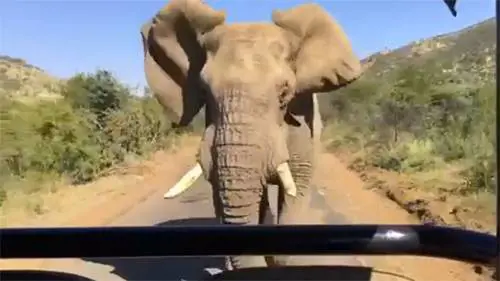 India, 50enne vuole farsi un selfie: schiacciato dall'elefante
