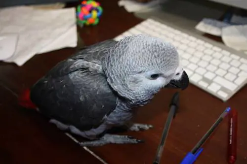 Un pappagallo potrebbe essere testimone dell'omicidio del suo padrone