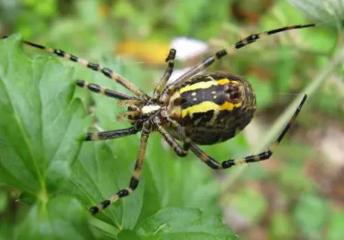 Ecco il bestiario dell'horror. E i ragni sono al primo posto