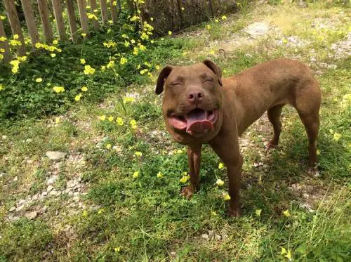 Palla commuove tutti: il cane salvato dal cappio ora è una star dei social