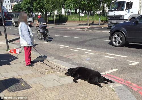 Londra, donna trascina col guinzaglio il cadavere del suo cane