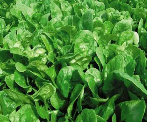 Orogel ritira un lotto di spinaci da un supermercato