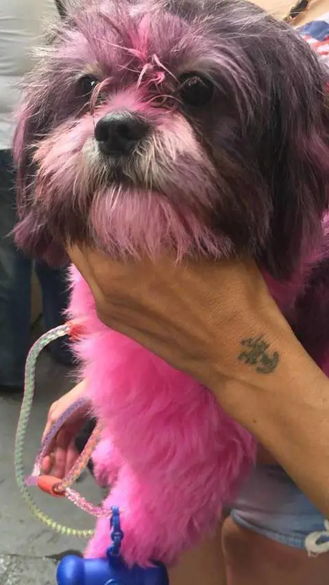 Pitturano un cane di rosa, il web si scatena
