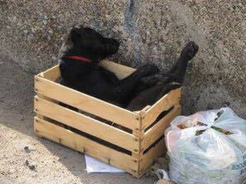 Cane morto abbandonato tra i rifiuti: il gesto crudele indigna il web