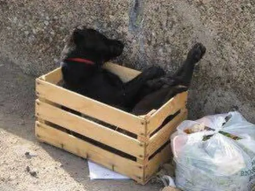 Cane morto abbandonato tra i rifiuti: il gesto crudele indigna il web