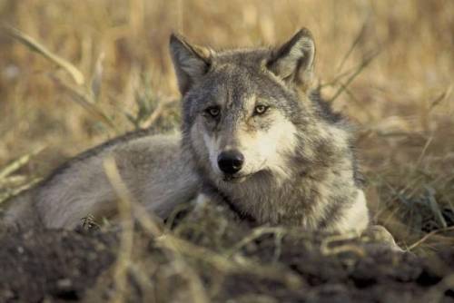 Vincono gli animalisti: lupi salvi (per ora)
