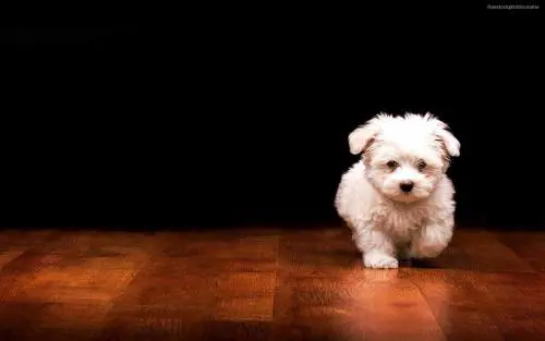 Mini Dog Club, l'orgoglio di possedere un cane di piccola taglia