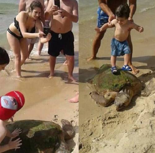 Prendono una tartaruga dal mare per  farsi i selfie, poi la massacrano