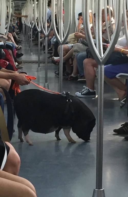 Un maiale in metro: solito degrado a Roma