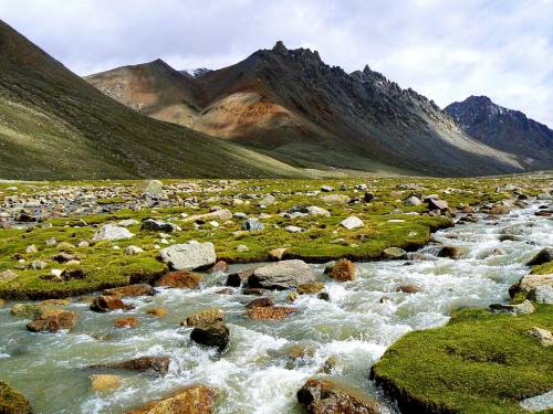 Sale la febbre per il Viagra dell'Himalaya