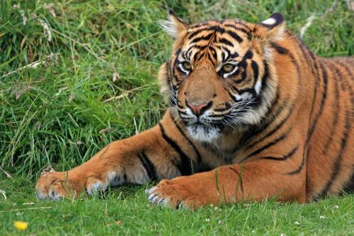 Spagna, lascia la gabbia delle tigri aperta: uccisa una lavoratrice dello zoo